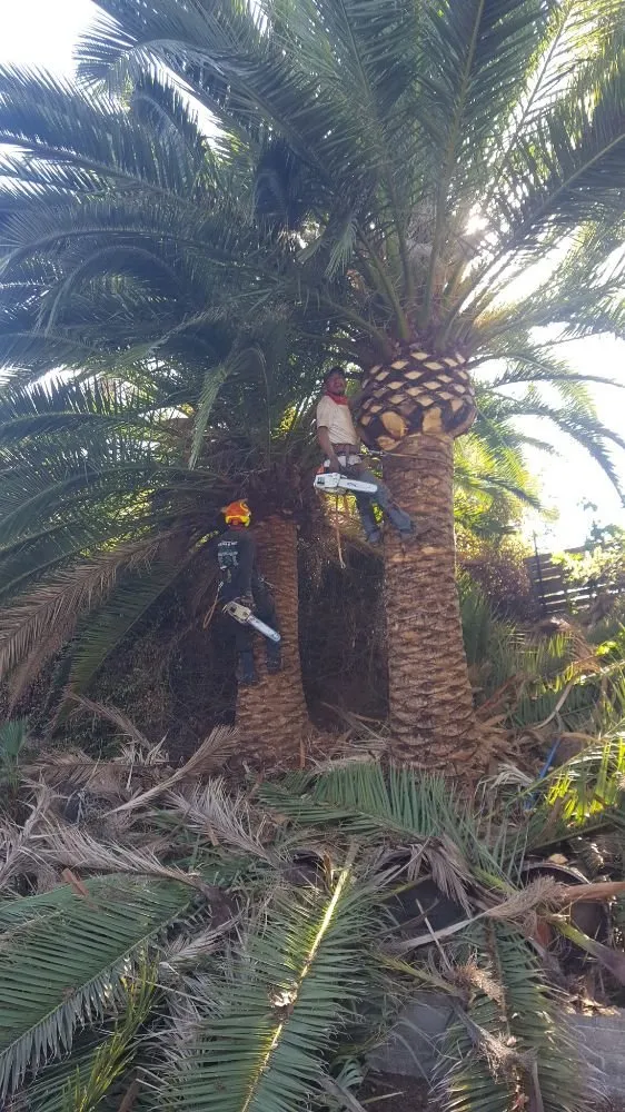 Professional landscape installation for homes in Escondido, CA by Eduardo and Andres Tree Service