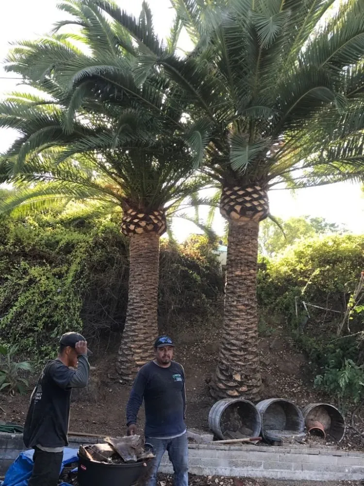 Professional garden landscaping with custom design in Escondido, CA by Eduardo and Andres Tree Service