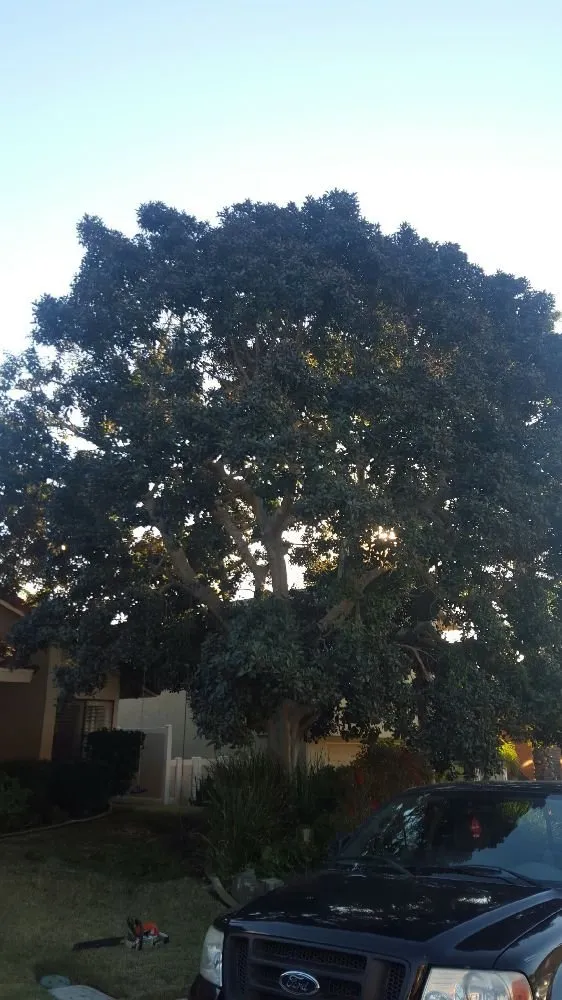 Custom yard cleanup service experts serving Escondido, CA - Eduardo and Andres Tree Service