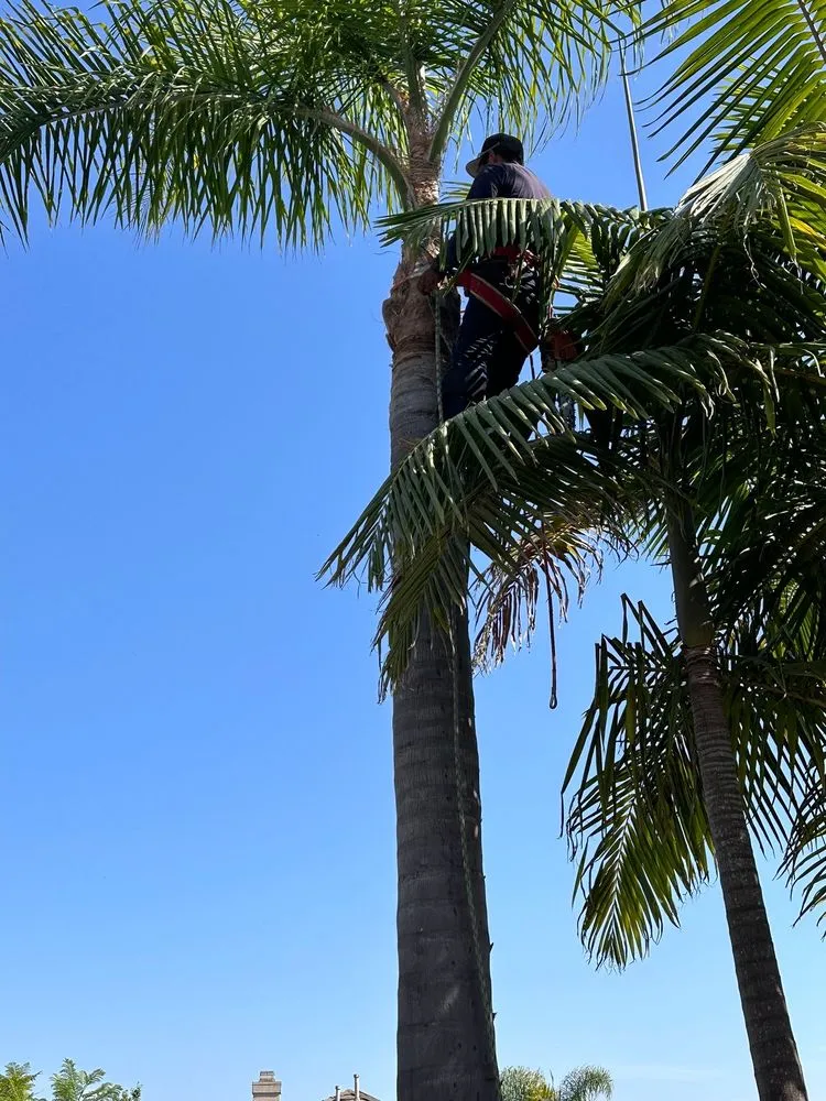 Top-rated landscaping services for year-round maintenance in San Diego, CA by Eduardo's Landscaping And Tree Services