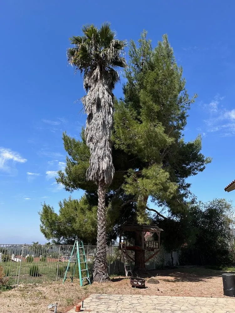 Professional landscape installation experts serving San Diego, CA - Eduardo's Landscaping And Tree Services