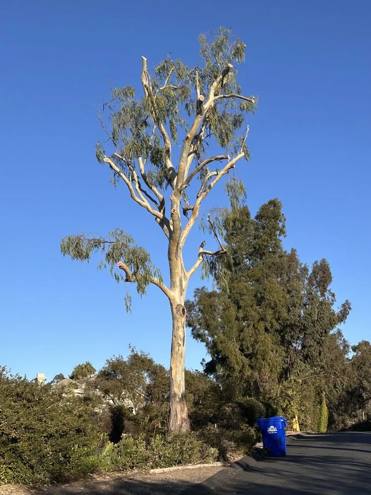 Trusted lawn mowing service in San Diego, CA - Eduardo's Landscaping And Tree Services