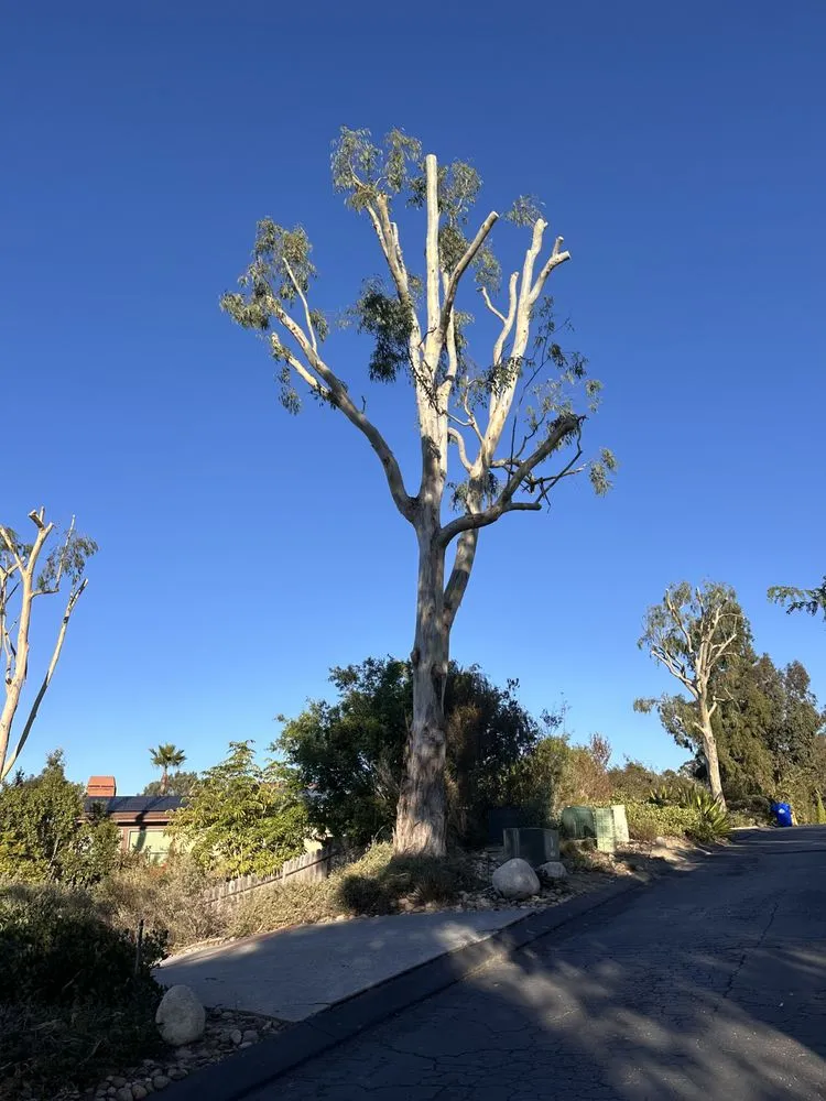 Local landscaping services for outdoor upgrades in San Diego, CA by Eduardo's Landscaping And Tree Services