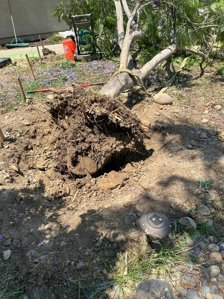 Custom landscape installation in San Diego, CA by Eduardo's Landscaping And Tree Services