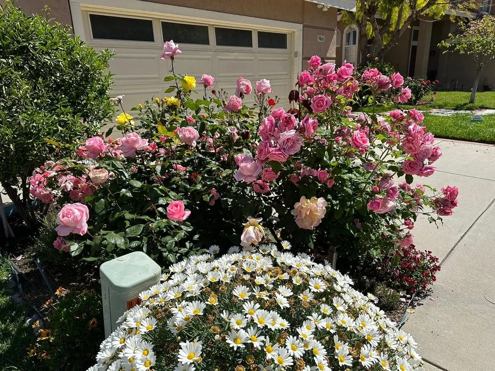 Professional garden landscaping in San Diego, CA - Eduardo's Landscaping And Tree Services