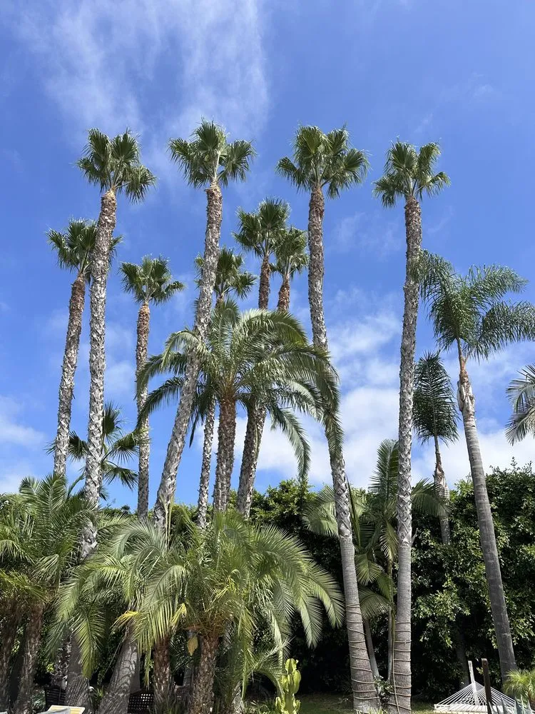 Trusted yard maintenance for outdoor upgrades in San Diego, CA by Eduardo's Landscaping And Tree Services