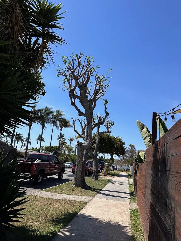 Top-rated residential landscaping in San Diego, CA by Eduardo's Landscaping And Tree Services