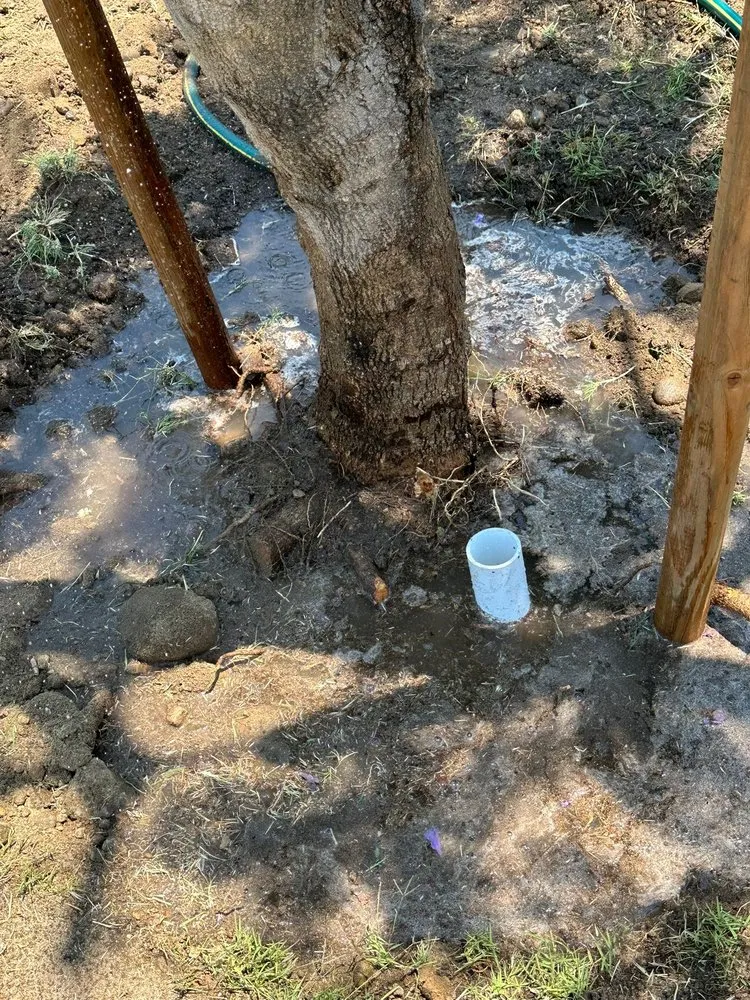 Reliable landscape design in San Diego, CA by Eduardo's Landscaping And Tree Services