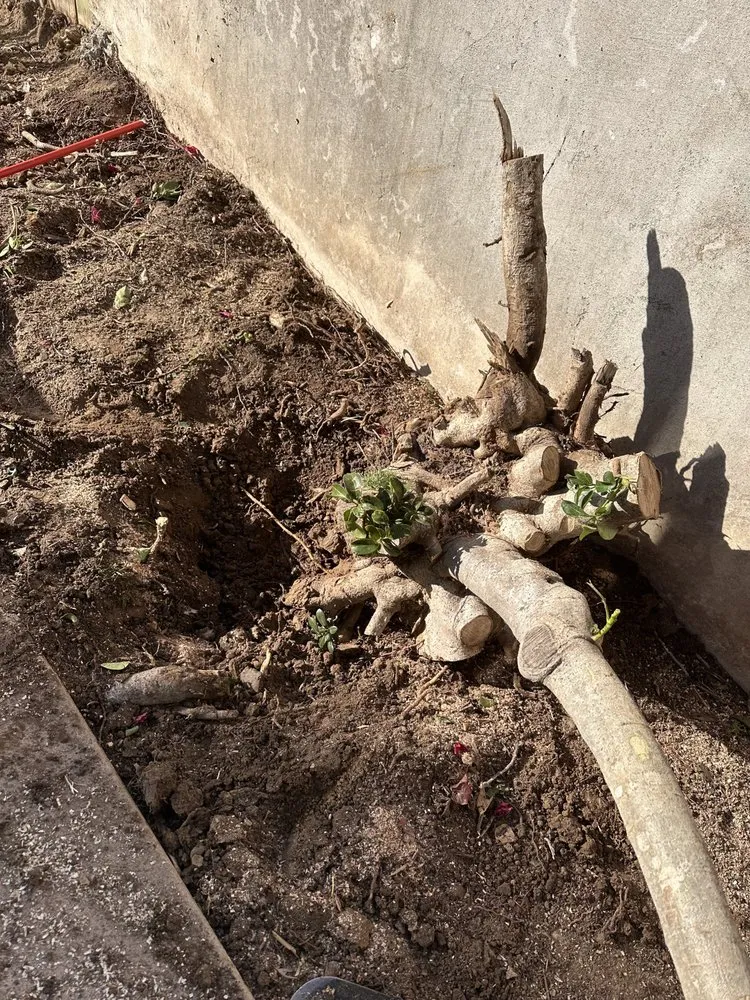 Custom yard maintenance experts serving San Diego, CA - Eduardo's Landscaping And Tree Services