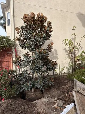 Eduardo's Landscaping And Tree Services Logo