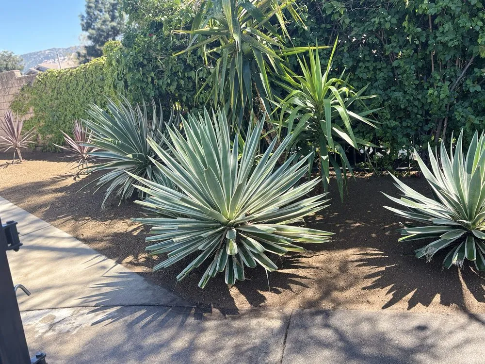 Expert lawn mowing service experts serving Santa Susana, CA - Eduardo’s Landscaping Gardener