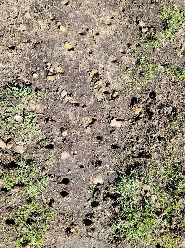 Expert landscaping services for year-round maintenance across Burlington, NC - Eduardo's Lawn Care