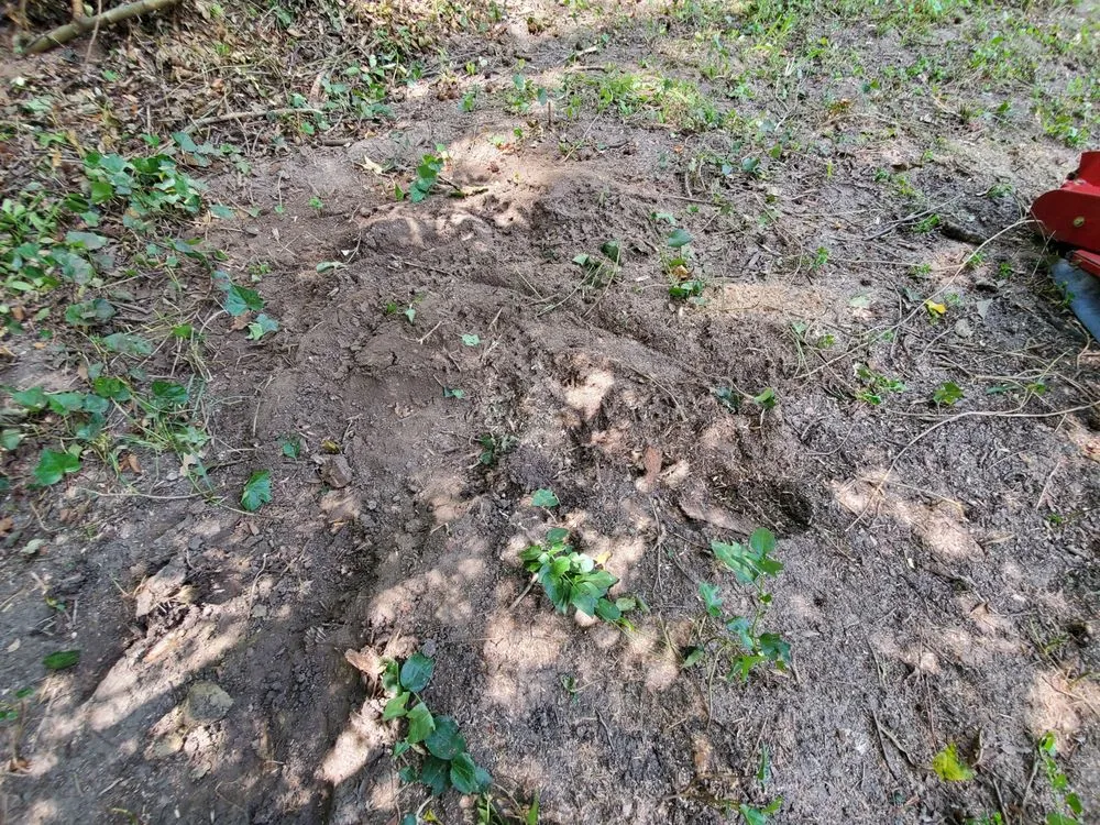 Local landscaping services for beautiful yards across Burlington, NC - Eduardo's Lawn Care