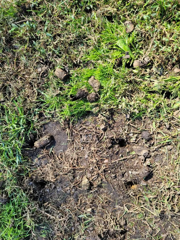 Trusted lawn care service experts serving Burlington, NC - Eduardo's Lawn Care