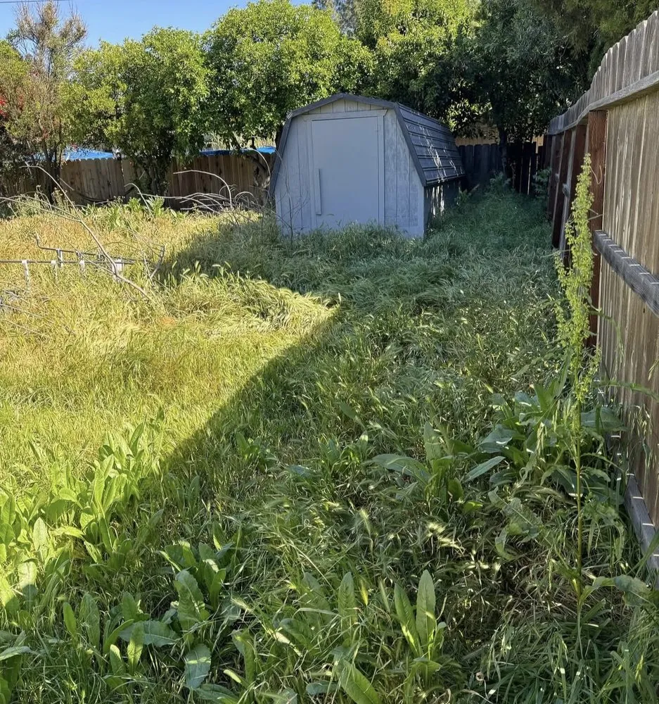 Custom yard cleanup service in Lodi, CA by Eduardo’s Lawn Care Service