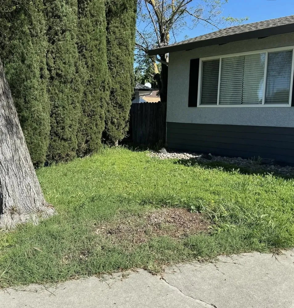 Trusted lawn care service for beautiful yards in Lodi, CA by Eduardo’s Lawn Care Service