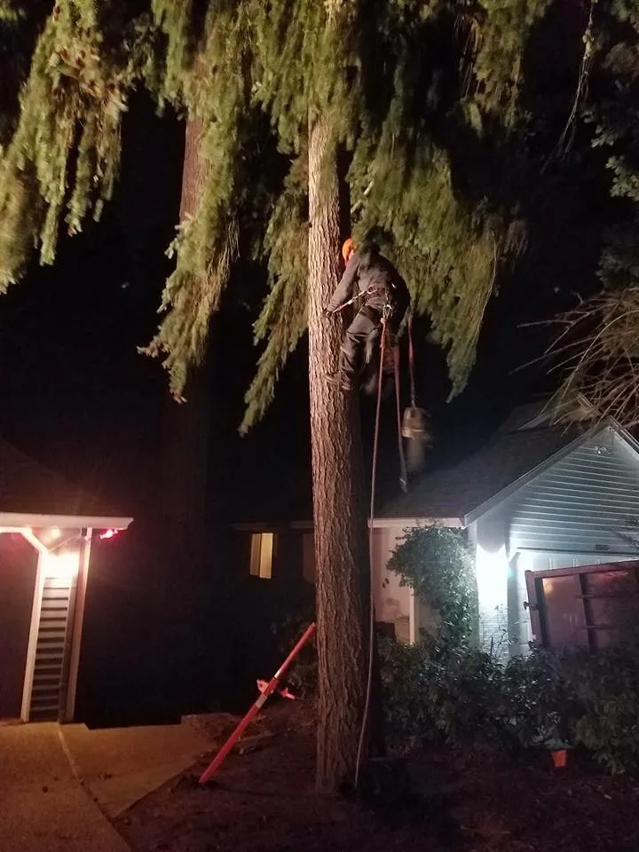 Local lawn care service in Forest Grove, OR by Eduardo's Tree Service