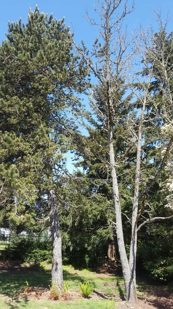 Trusted outdoor landscaping with custom design across Forest Grove, OR - Eduardo's Tree Service