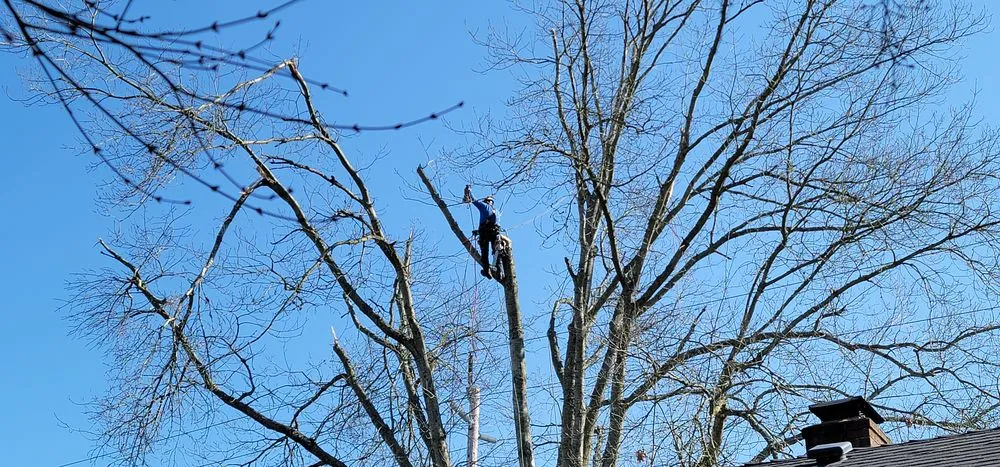 Affordable garden landscaping experts serving Forest Grove, OR - Eduardo's Tree Service