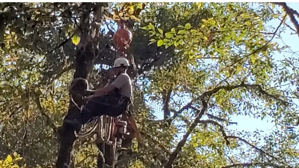 Expert garden landscaping in Forest Grove, OR by Eduardo's Tree Service