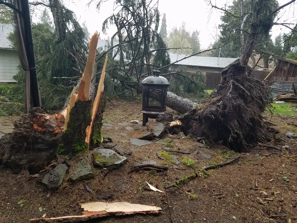 Local landscaping services in Forest Grove, OR by Eduardo's Tree Service