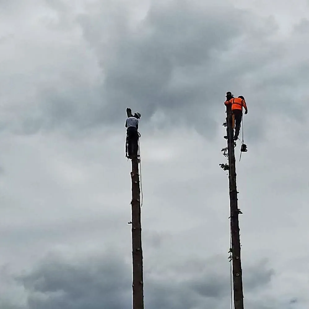 Professional lawn care service in Forest Grove, OR - Eduardo's Tree Service