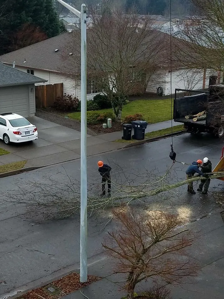 Expert yard maintenance for homes across Forest Grove, OR - Eduardo's Tree Service