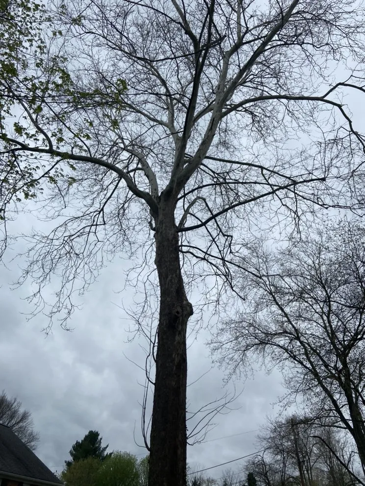 Reliable landscape design near you in Kingsport, TN by Edward & Ellen