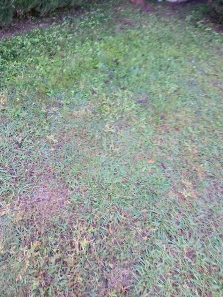 Reliable landscaping services for outdoor upgrades across Cairo, GA - Edward Jones LawnCare