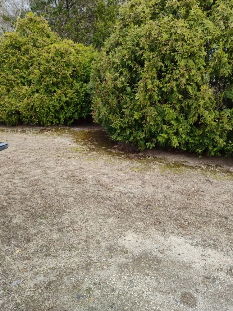 Professional lawn care service for year-round maintenance across Cape May Court House, NJ - Edward Scissor Hand's Landscaping