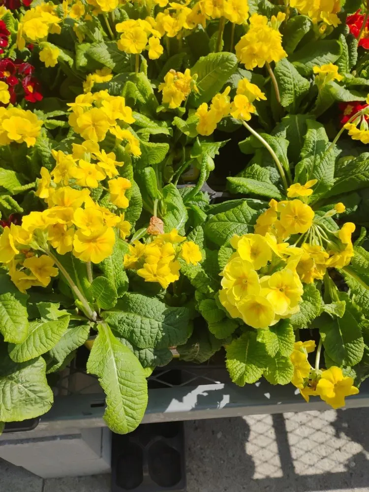 Custom garden landscaping in Cape May Court House, NJ by Edward Scissor Hand's Landscaping