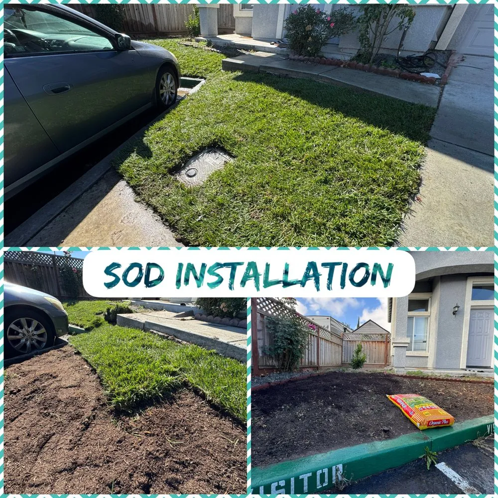 Custom lawn care service in San Jose, CA by Edward Services