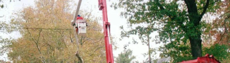 Professional landscaping services in Southampton Township, NJ - Edwards and Sons Tree Service