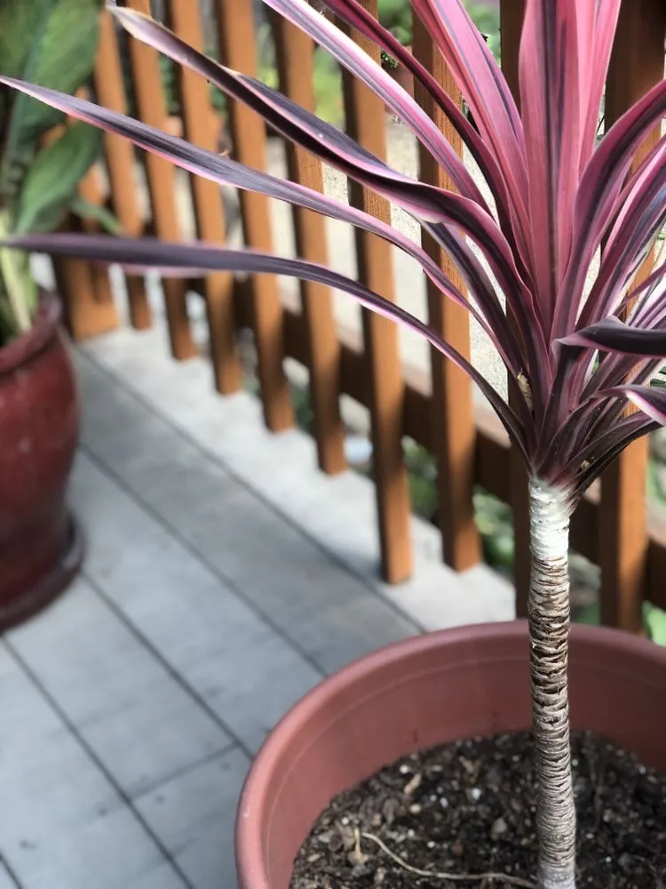 Custom residential landscaping for outdoor upgrades across Sacramento, CA - Edwards Landscape Management