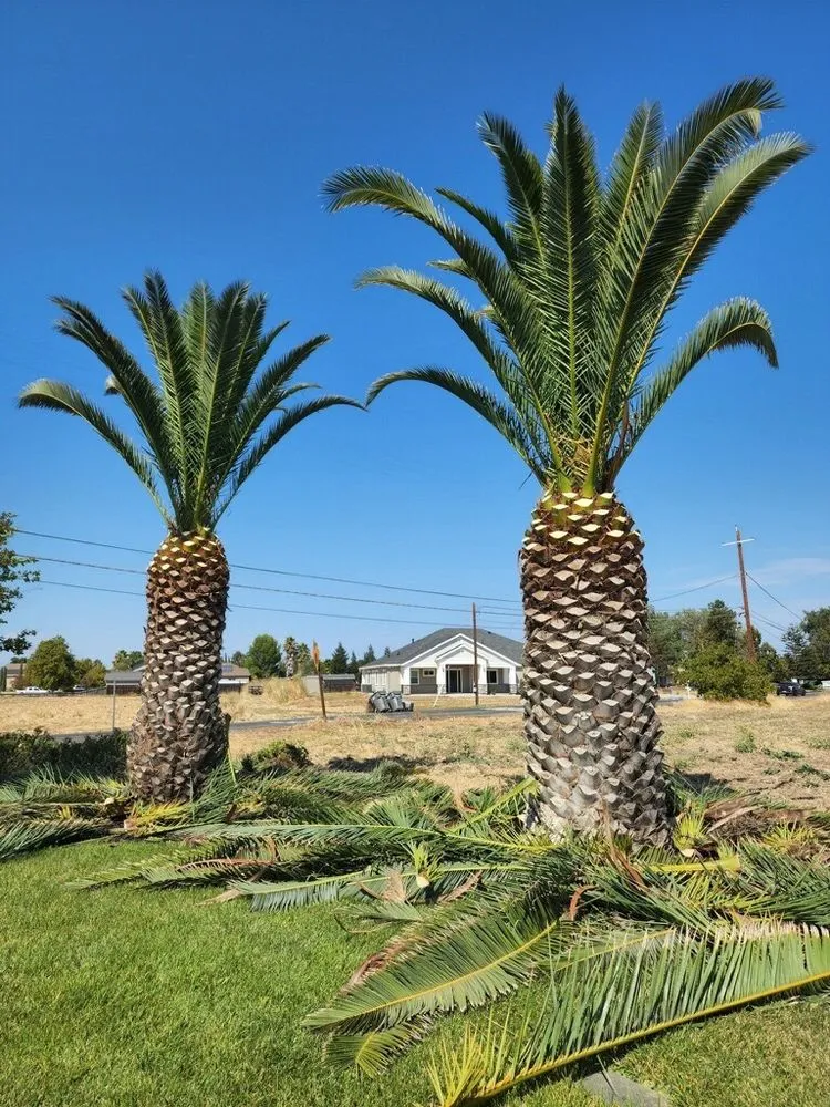 Custom outdoor landscaping in Sacramento, CA - Edwards Landscape Management