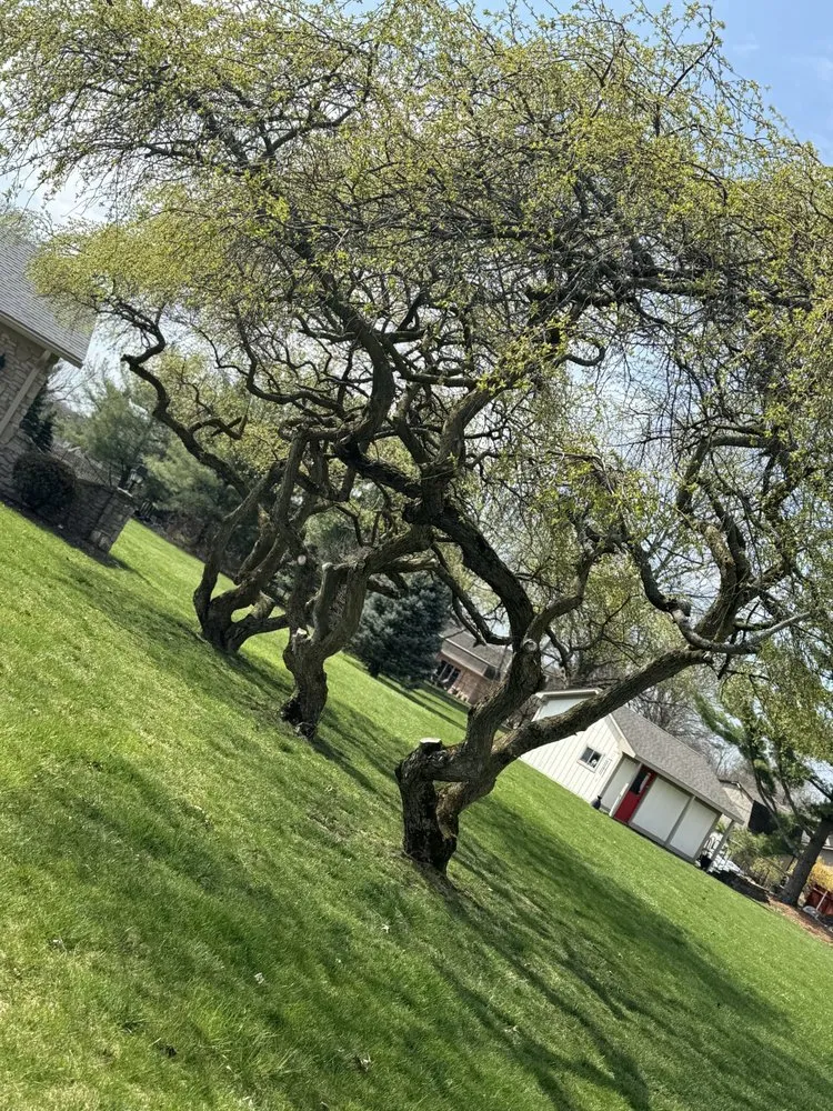 Expert yard cleanup service in Lebanon, IN by Edwards Landscaping & Lawn Care