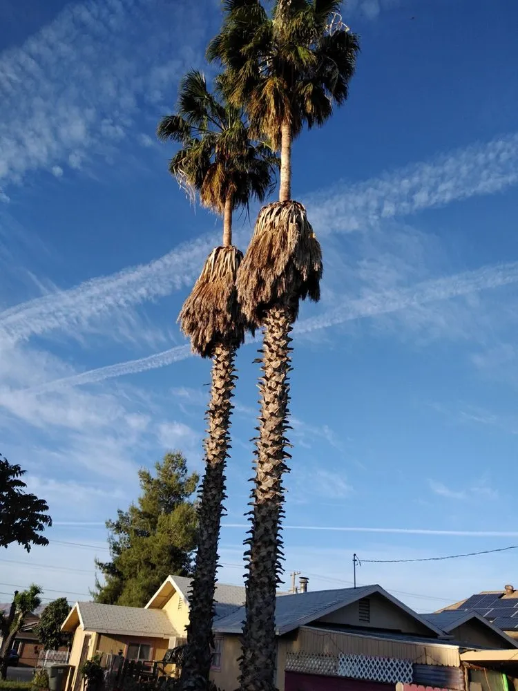 Trusted lawn mowing service in Avenal, CA - Edward’s Lawn Care