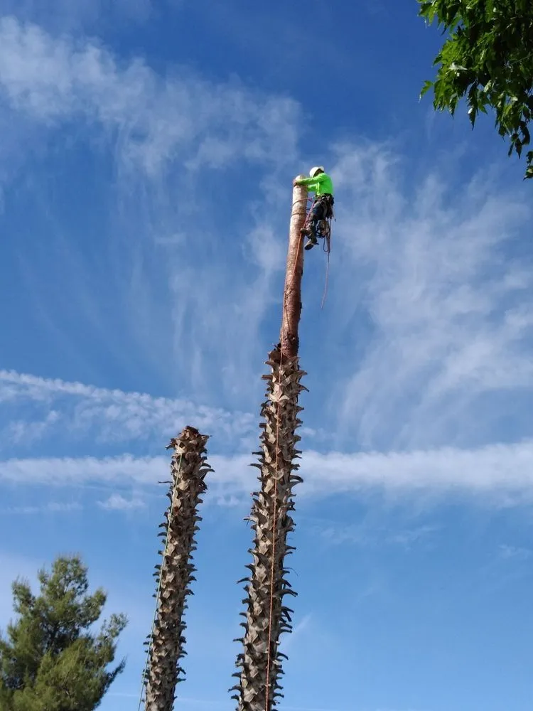 Custom lawn mowing service for homes across Avenal, CA - Edward’s Lawn Care