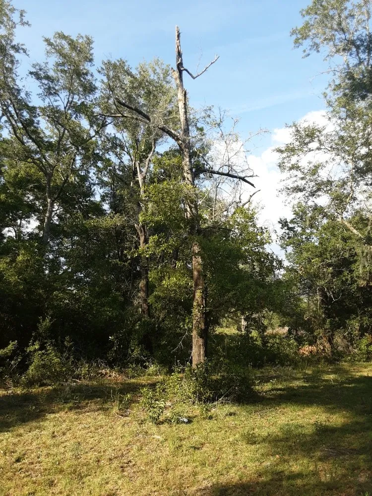 Custom lawn care service for residential properties in Trenton, FL by Edwards Lawncare And More