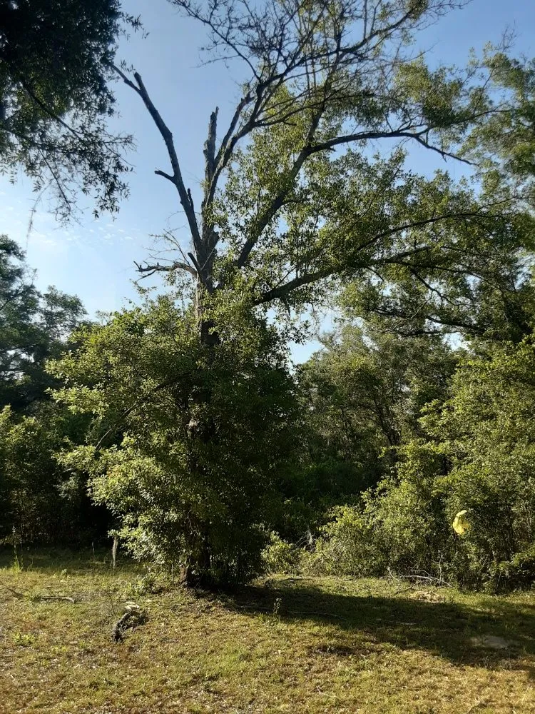 Reliable landscape design in Trenton, FL by Edwards Lawncare And More