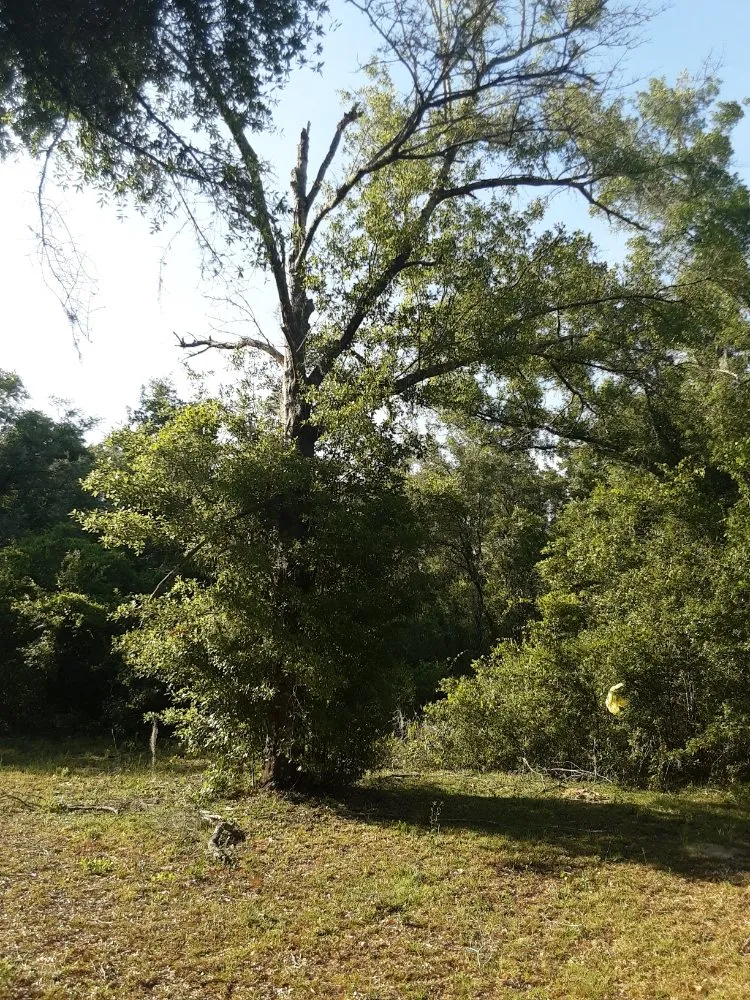 Affordable yard cleanup service with custom design in Trenton, FL by Edwards Lawncare And More