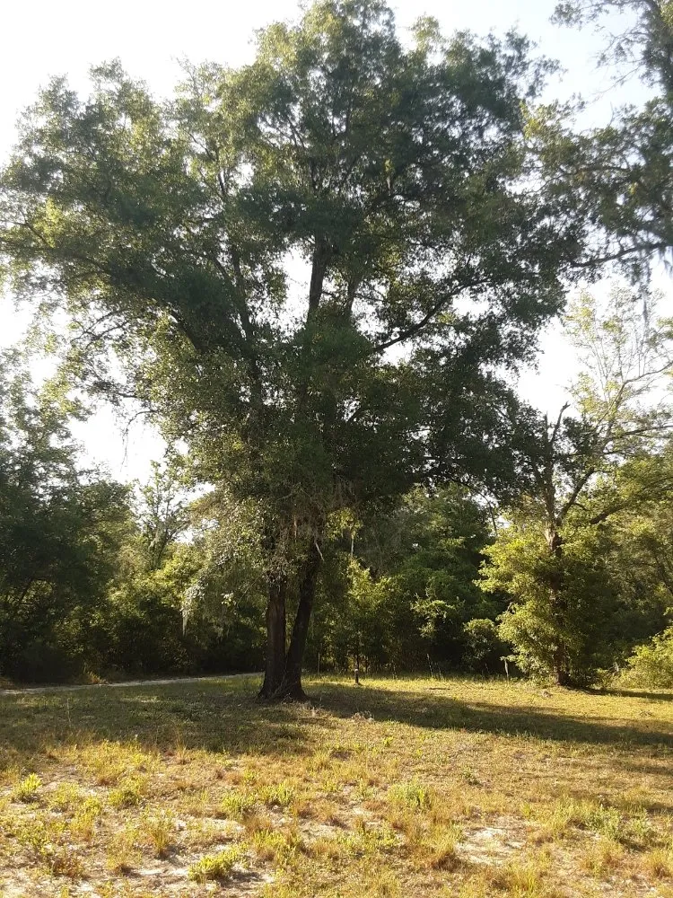 Trusted lawn care service for outdoor upgrades in Trenton, FL by Edwards Lawncare And More