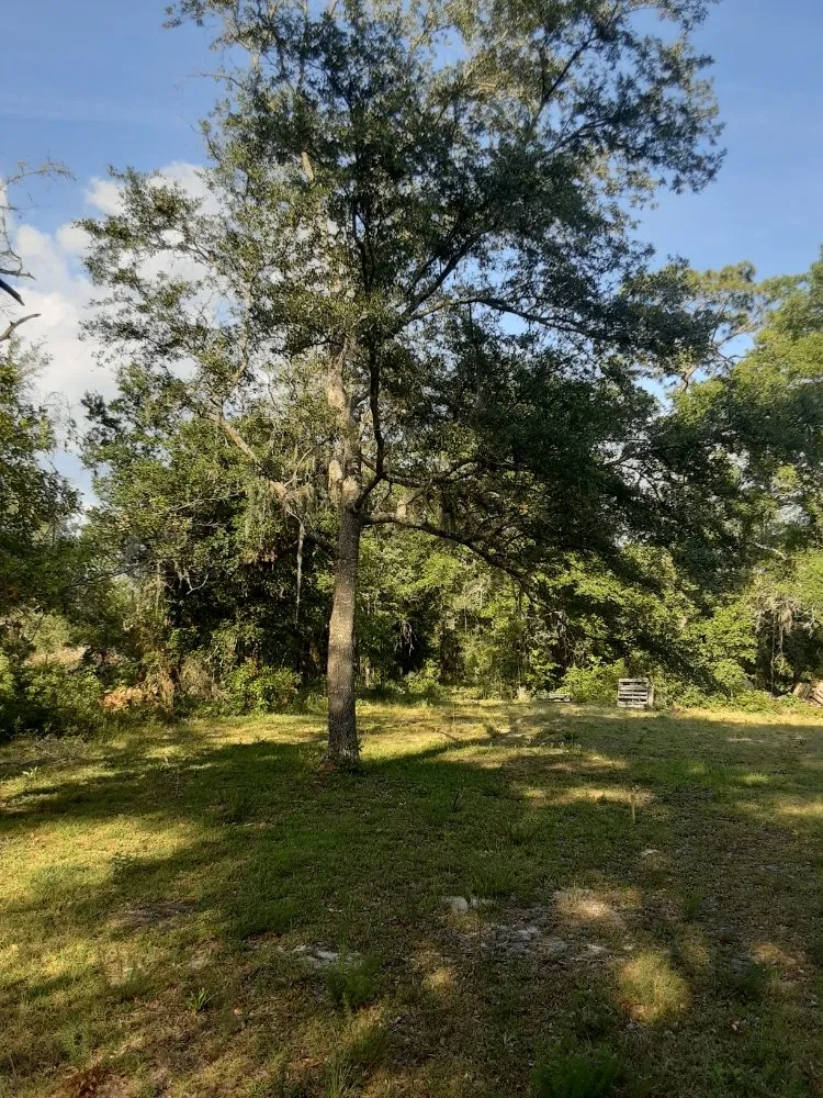 Reliable lawn mowing service with custom design in Trenton, FL by Edwards Lawncare And More