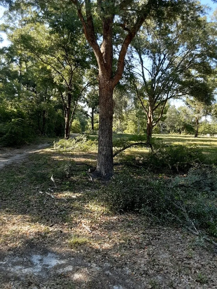 Affordable landscaping services near you in Trenton, FL by Edwards Lawncare And More