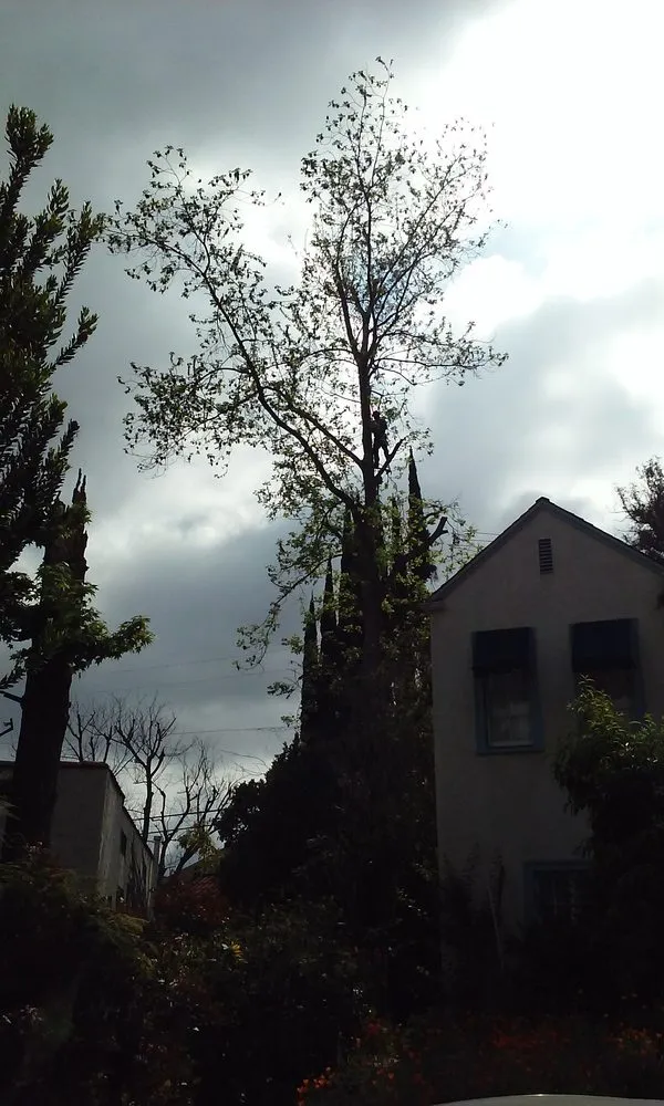 Local garden landscaping in Los Angeles, CA by Edwin Deras Lawn and Garden