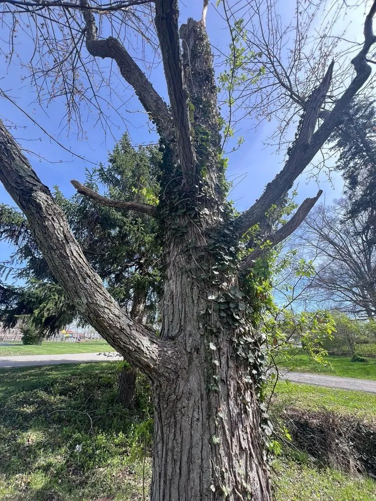 Professional garden landscaping in Galveston, TX - Edwin Landscaping