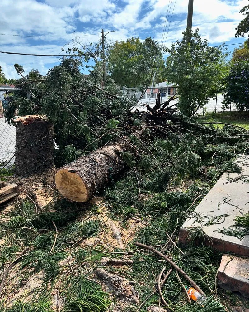 Trusted yard cleanup service in Miami, FL by Edwin Lawn Service