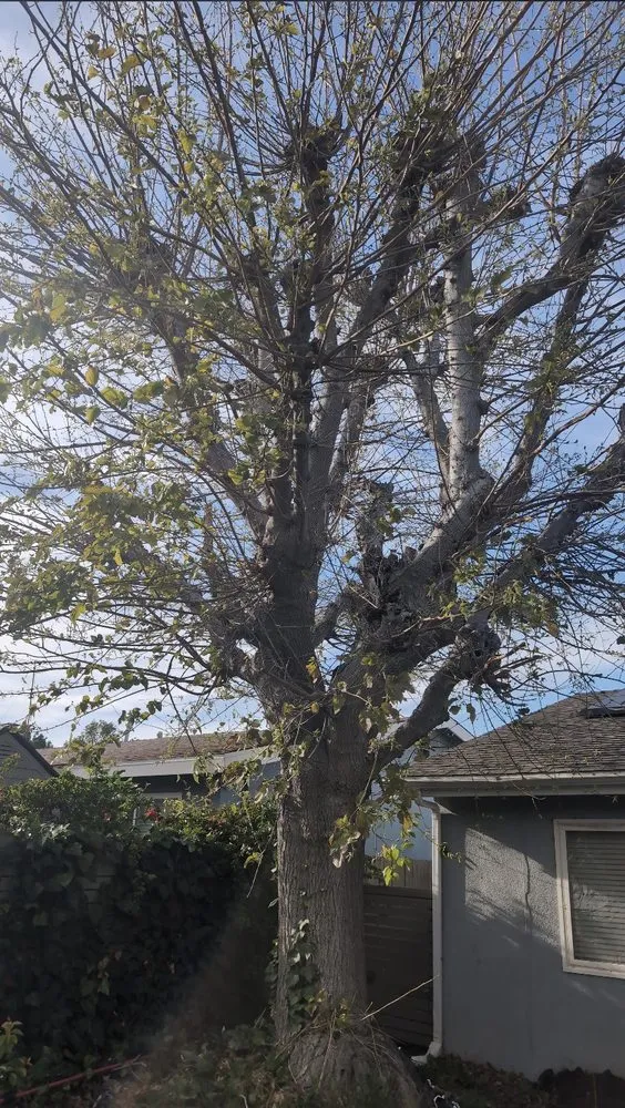 Affordable lawn care service for homes across Reseda, CA - Edwin M Landscaping &Maintenance