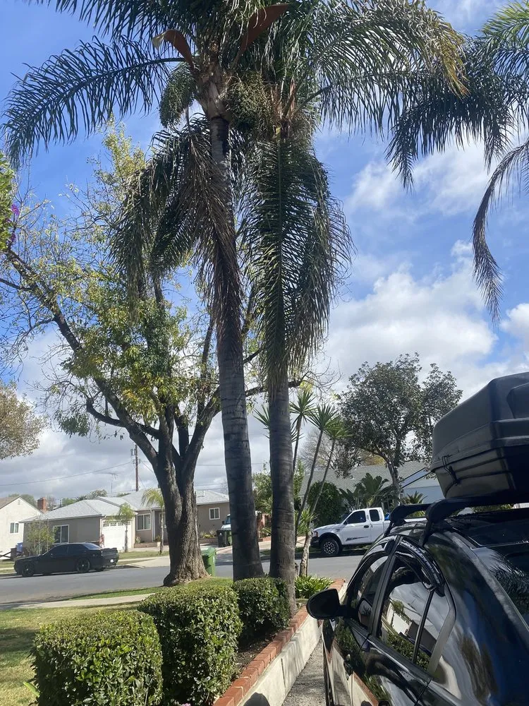 Affordable lawn care service in Reseda, CA - Edwin M Landscaping &Maintenance
