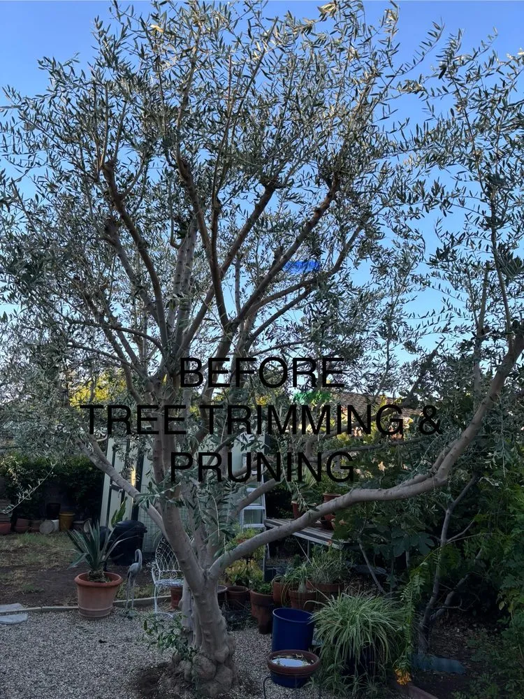 Top-rated residential landscaping in Reseda, CA - Edwin M Landscaping &Maintenance